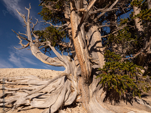 Ancient bristlecone pine, Cedar Breaks National Monument, Utah