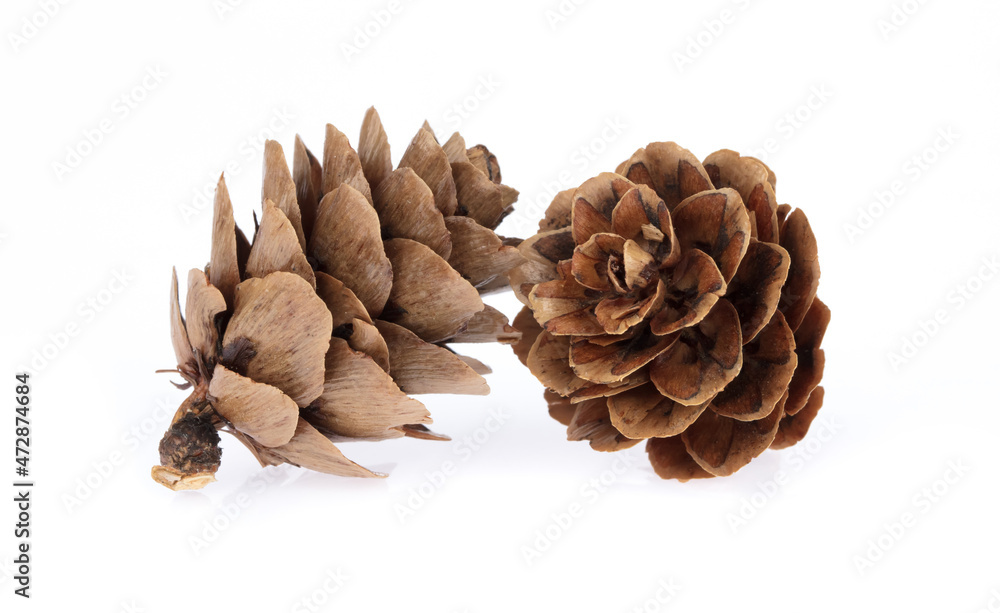 Pine cone isolated on white background Pine cone isolated on white background