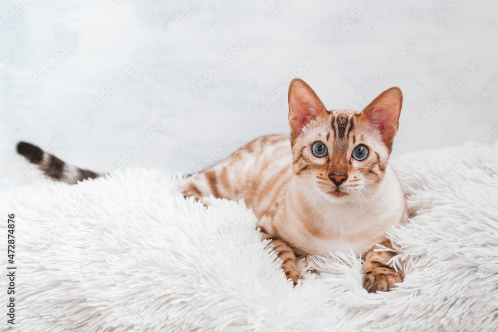 Beautiful Bengal cat with blue eyes on white soft fluffy plaid.