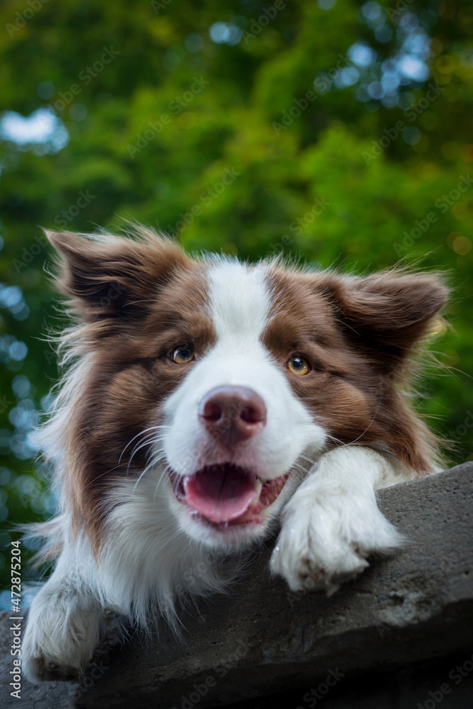 Adorable Young Border collie dog sitting on the ground green foliage. Cute fluffy petportrait.