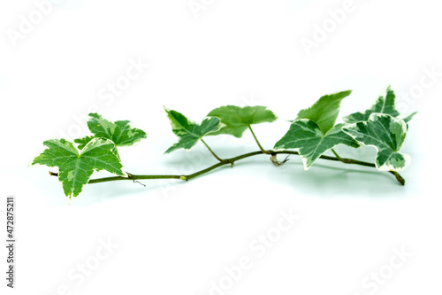 Ivy isolated on white background
