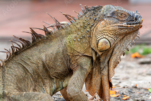 Gr  ner Leguan  Iguana iguana  in Costa Rica