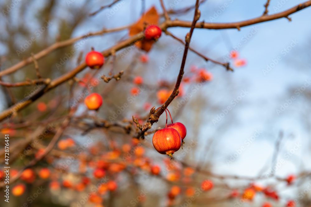 Fruits of a red sentinel apple tree, a ornamental apple also called ruber custos, malus Evereste Fruits of a red sentinel apple tree, a ornamental apple also called ruber custos, malus Evereste