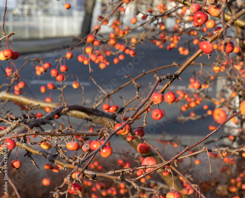 Fruits of a red sentinel apple tree, a ornamental apple also called ruber custos, malus Evereste photo