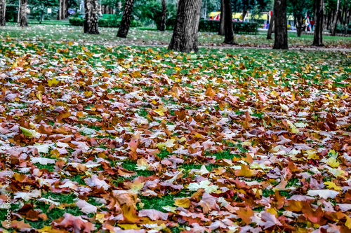 Many fallen leaves on green grass in Gorky Park in Kharkiv (Ukraine). Autumn in the city garden. Background with copy space