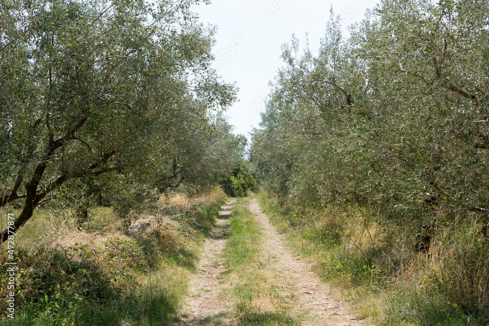 Olive orchard in Istria, Croatia Olive orchard in Istria, Croatia