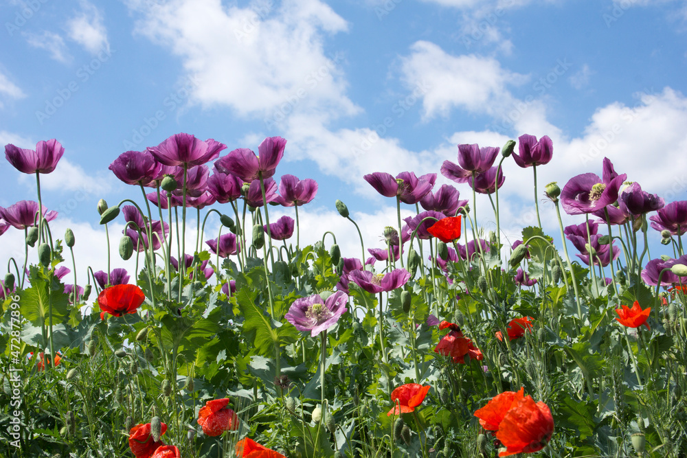 Obraz premium Blooming poppies and other wildflowers along the roadside