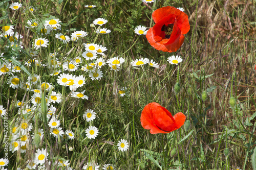Blooming poppies and other wildflowers along the roadside