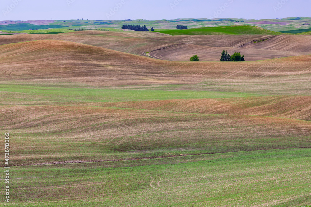 Pattern on rolling hills of early crops emerging, Palouse region of eastern Washington.