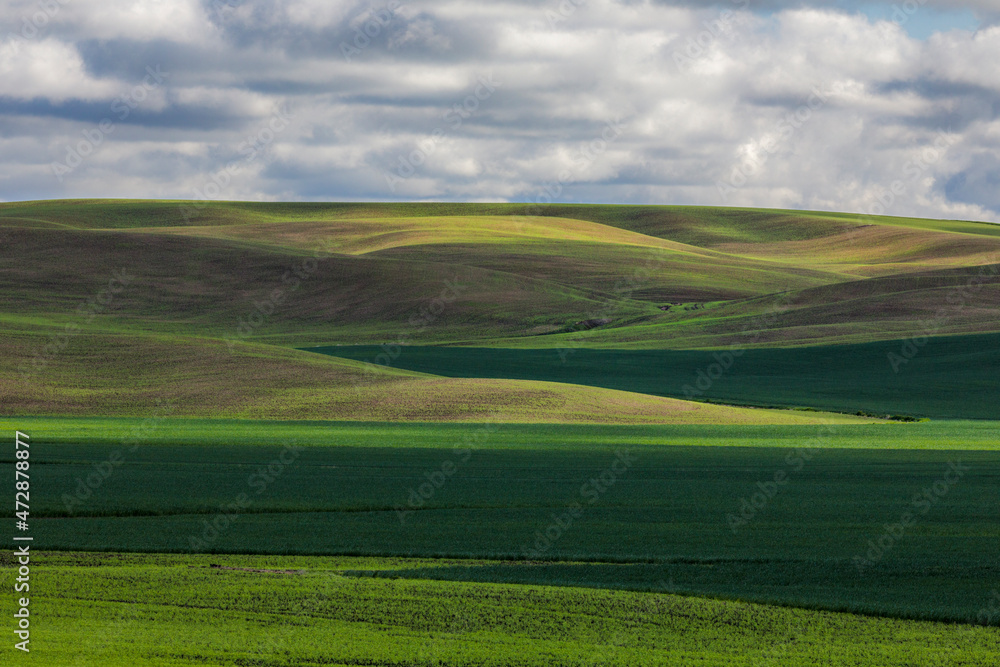 Rolling hills of emerging wheat crop and clouds, Palouse region of eastern Washington. Rolling hills of emerging wheat crop and clouds, Palouse region of eastern Washington.