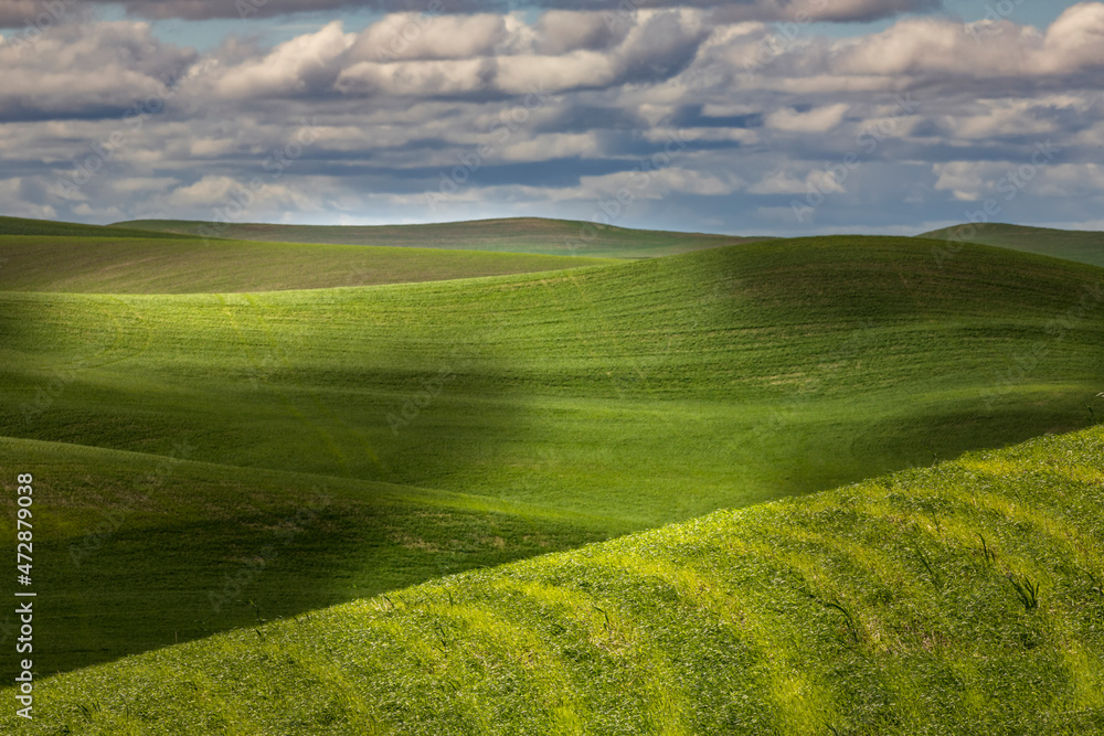 Rolling fields of wheat, Palouse region of eastern Washington. Rolling fields of wheat, Palouse region of eastern Washington.