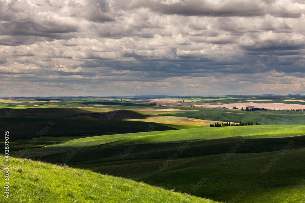 Light and shadow on the rolling hills of wheat crops, Palouse region of eastern Washington. Light and shadow on the rolling hills of wheat crops, Palouse region of eastern Washington.