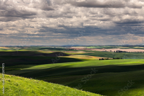Light and shadow on the rolling hills of wheat crops, Palouse region of eastern Washington.