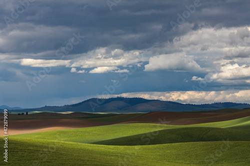 Light and shadow on the rolling hills of wheat crops  Palouse region of eastern Washington.