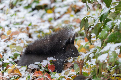 A squirrel sits on the ground with fresh snow