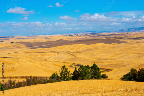 USA, Washington State, The Palouse, patterned wheat fields from Steptoe Butte