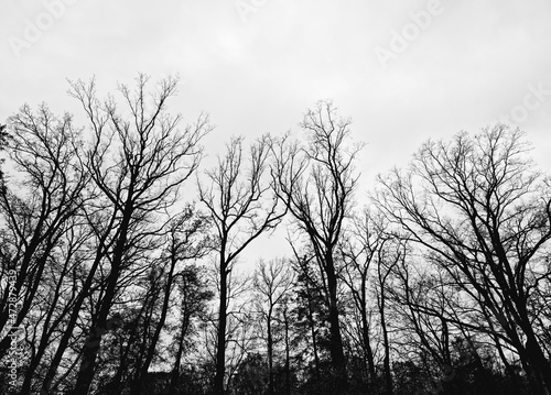 Fototapeta Czarno biały las, jesień drzew.