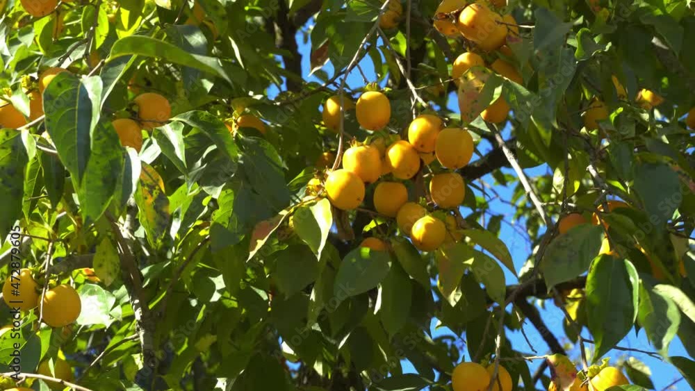persimmon tree and ripe persimmons on the branches. Fresh and ripe orange persimmon ripens on a tree branch. Georgia. persimmon tree and ripe persimmons on the branches. Fresh and ripe orange persimmon ripens on a tree branch. Georgia.