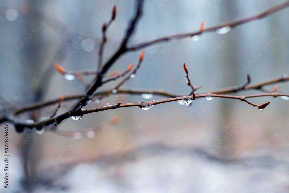 Raindrops on a bare branch in the spring during the melting snow Raindrops on a bare branch in the spring during the melting snow