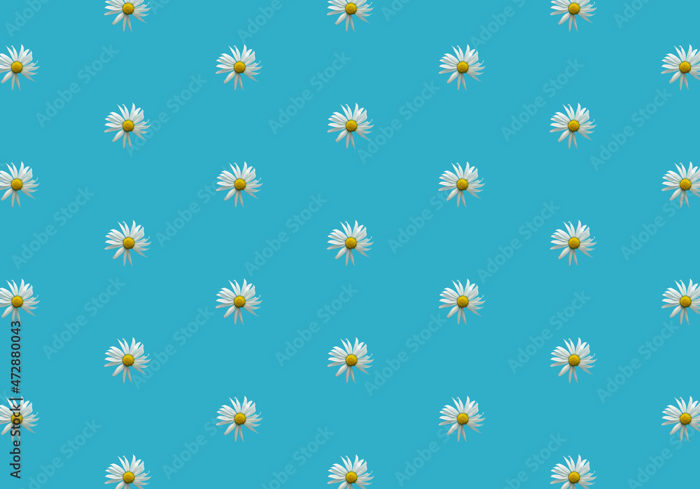 Pattern with white daisies. Beautiful flowers on a blue background. Pattern with white daisies. Beautiful flowers on a blue background.