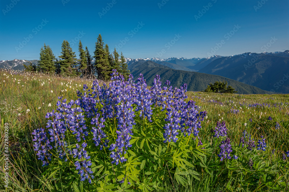 USA, Washington State, Olympic National Park. Lupine flowers in mountain meadow. USA, Washington State, Olympic National Park. Lupine flowers in mountain meadow.