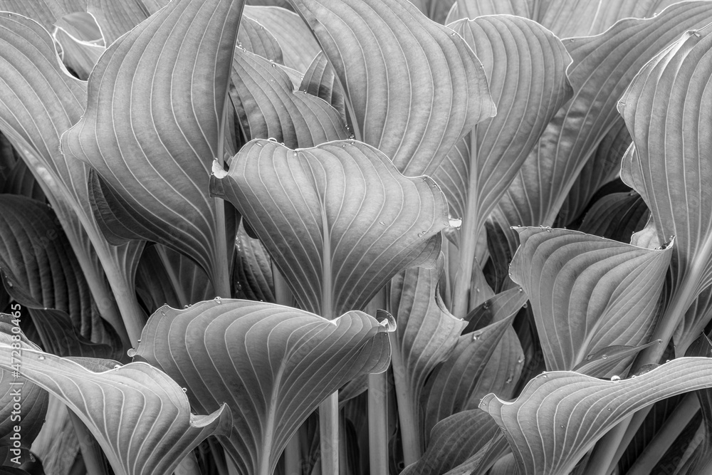 Obraz premium USA, Washington State. Hosta leaves.