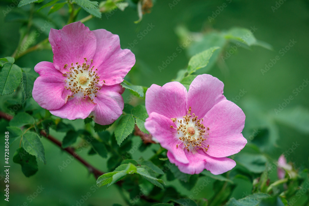 USA, Washington State, Seabeck. Wild rose blossoms in Guillemot Cove Nature Reserve. USA, Washington State, Seabeck. Wild rose blossoms in Guillemot Cove Nature Reserve.