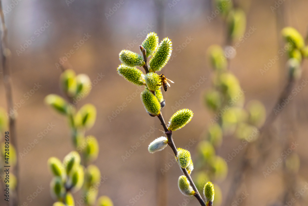 Willow branches with catkins and a bee on a willow flower Willow branches with catkins and a bee on a willow flower