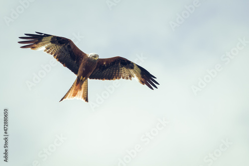 Red kite flying © John