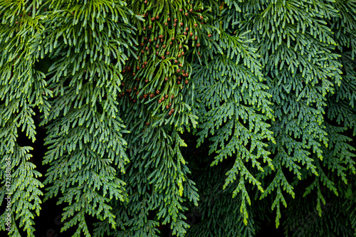USA, Washington State, Seabeck. Western red cedar bough close-up.