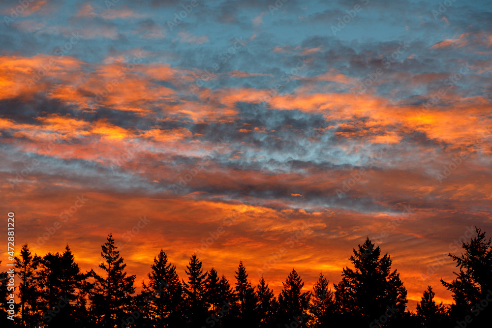USA, Washington State, Seabeck. Silhouetted conifer trees at sunrise.