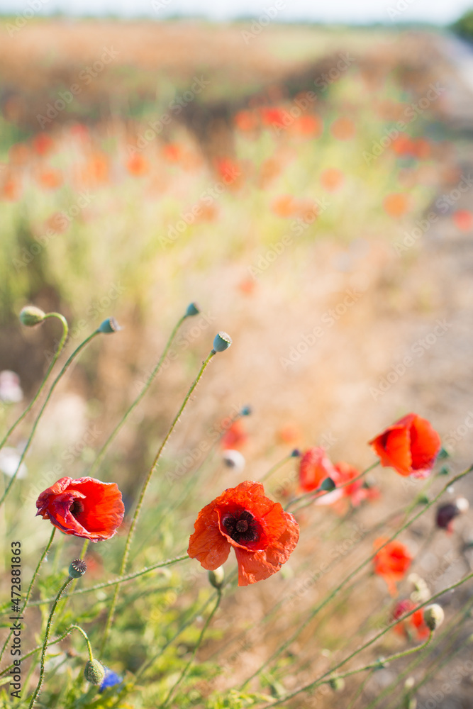 Naklejka premium Mohnblumen am Feldrand 