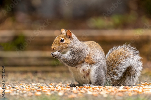 Issaquah, Washington, USA. Female Western Grey Squirrel eating a peanut from a patio feast.