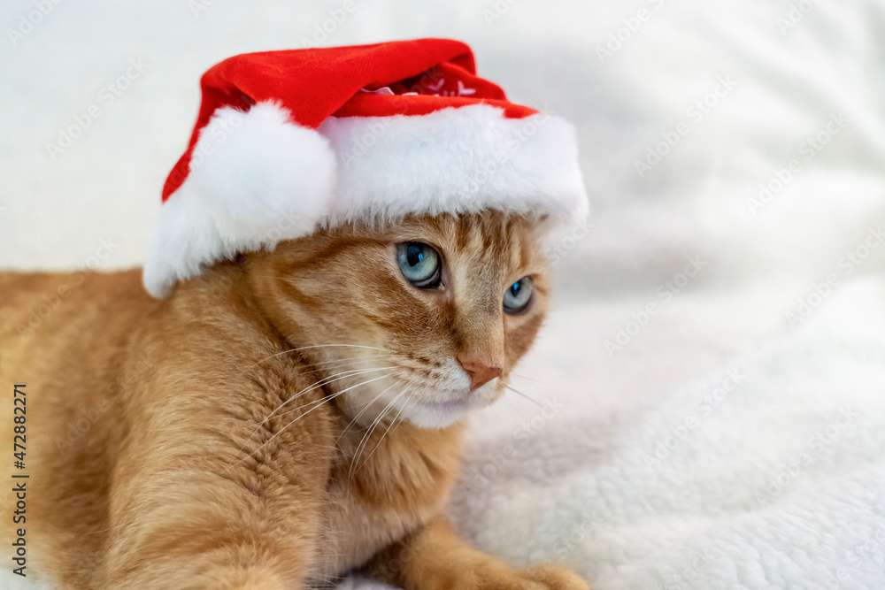 Orange tabby domestic shorthair cat. Orange tabby domestic shorthair cat.