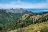 Hurricane Ridge, Olympic National Park, Washington, USA. View of mountains with lupine wildflowers and Pacific Ocean from a hiking trail.