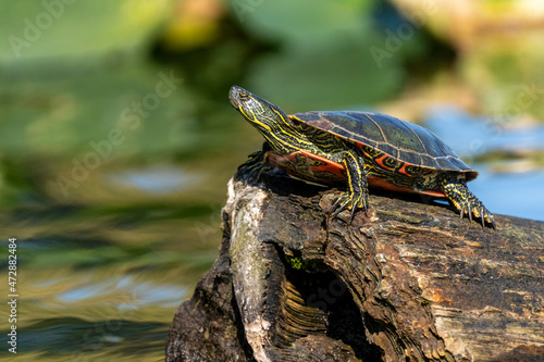 Issaquah, Washington, USA. Western Painted Turtle sunning on a log in Lake Sammamish State Park. photo