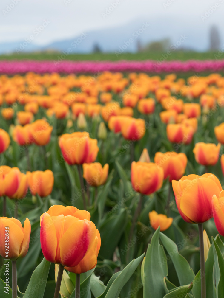 USA, Washington State, Mt. Vernon. Orange and pink tulip fields at Skagit Valley Tulip Festival. USA, Washington State, Mt. Vernon. Orange and pink tulip fields at Skagit Valley Tulip Festival.