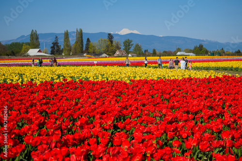 USA, Washington State, Mt. Vernon. Fields with rows of red and yellow tulips, Skagit Valley Tulip Festival. Mount Baker in the background. photo