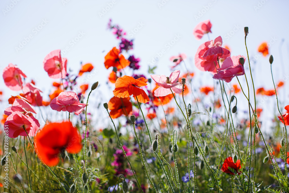 Obraz premium Bunter Mohn Wildblumen Feld