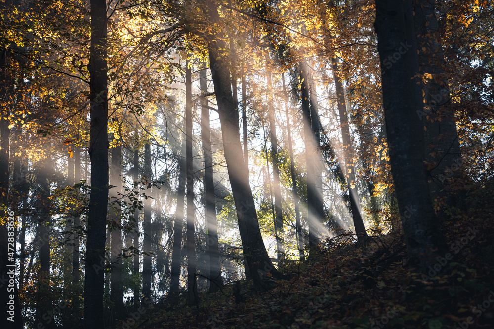 Sonnenstrahlen im Herbstwald