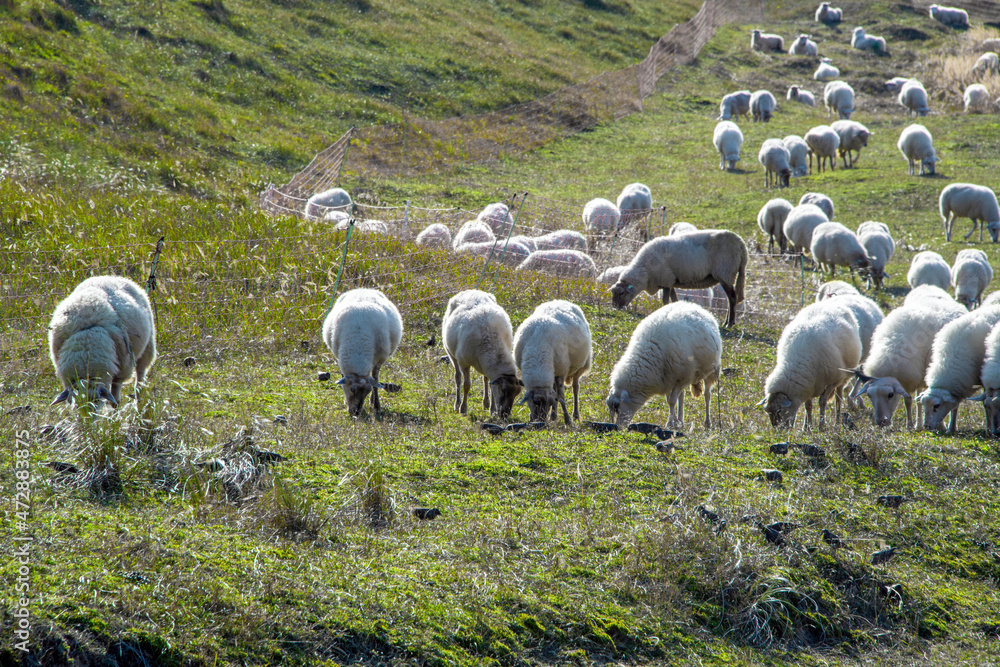Fototapeta premium White sheeps grazing in the green field