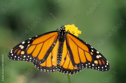 Washington State, Seattle. Butterfly, Monarch, feeding on Yarrow flower