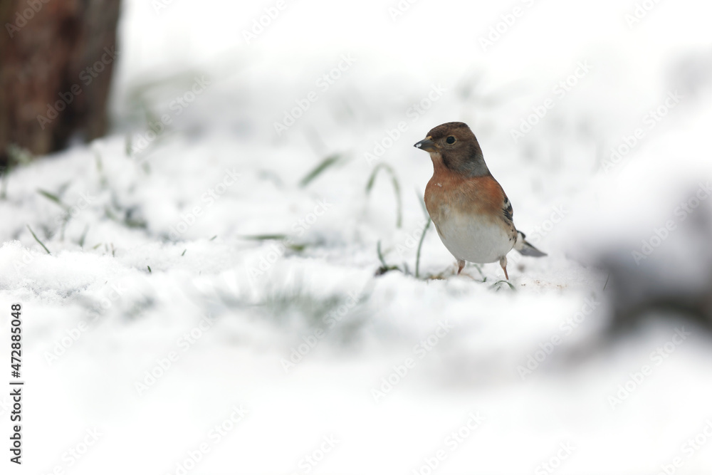 Brambling Fringilla montifringilla during a cold winter period in France Brambling Fringilla montifringilla during a cold winter period in France
