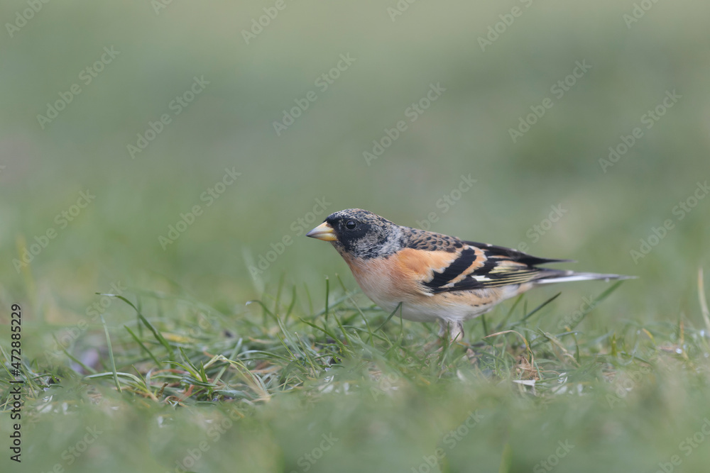 Brambling Fringilla montifringilla during a cold winter period in France Brambling Fringilla montifringilla during a cold winter period in France