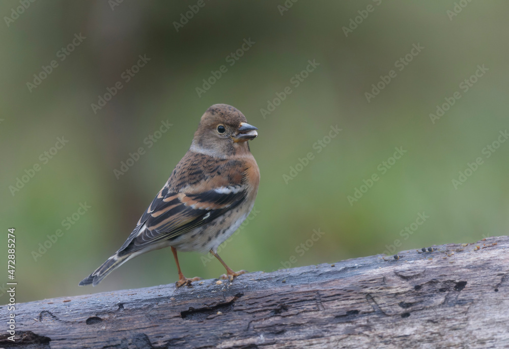 Brambling Fringilla montifringilla during a cold winter period in France Brambling Fringilla montifringilla during a cold winter period in France