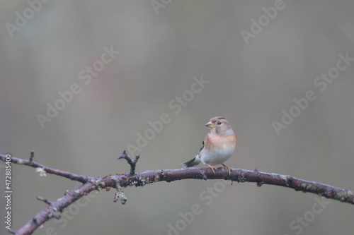 Brambling Fringilla montifringilla during a cold winter period in France 