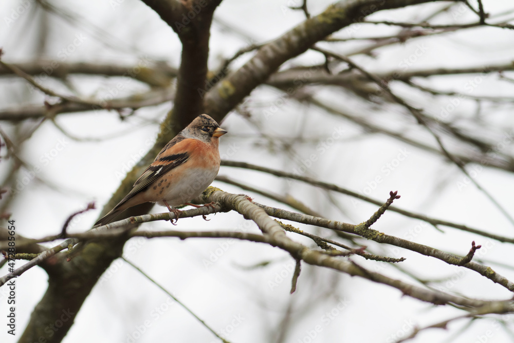 Brambling Fringilla montifringilla during a cold winter period in France Brambling Fringilla montifringilla during a cold winter period in France