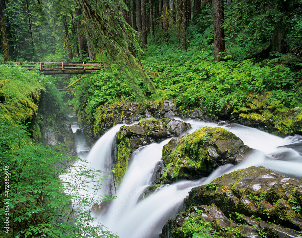 Fototapeta premium Washington State, Olympic National Park, Sol Duc Falls with bridge over Sol Duc River