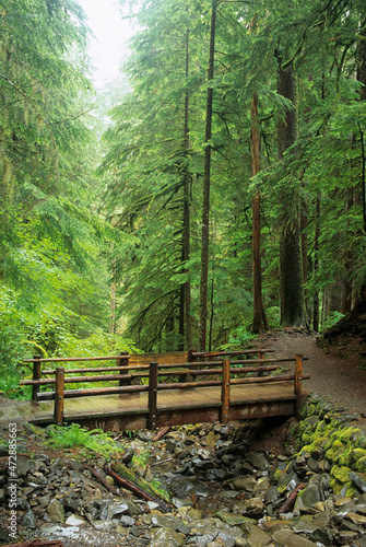 Washington State  Olympic National Park  Sol Duc Valley  rainforest with trail and bridge over stream