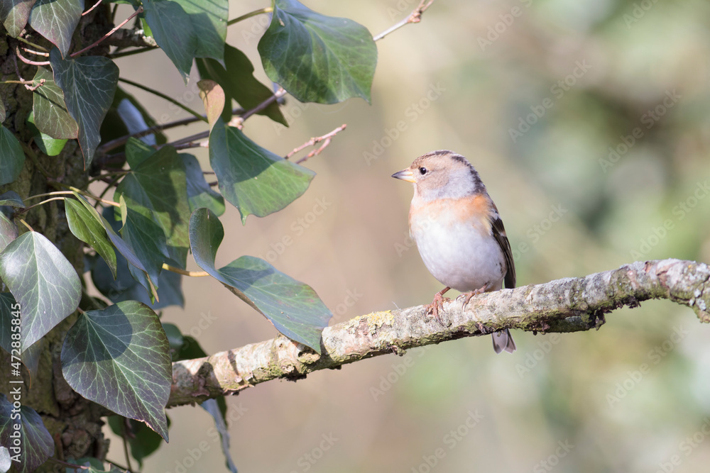 Brambling Fringilla montifringilla during a cold winter period in France Brambling Fringilla montifringilla during a cold winter period in France